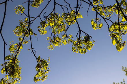 green foliage on a maple tree in spring bloom, a Photo by MyPhotos