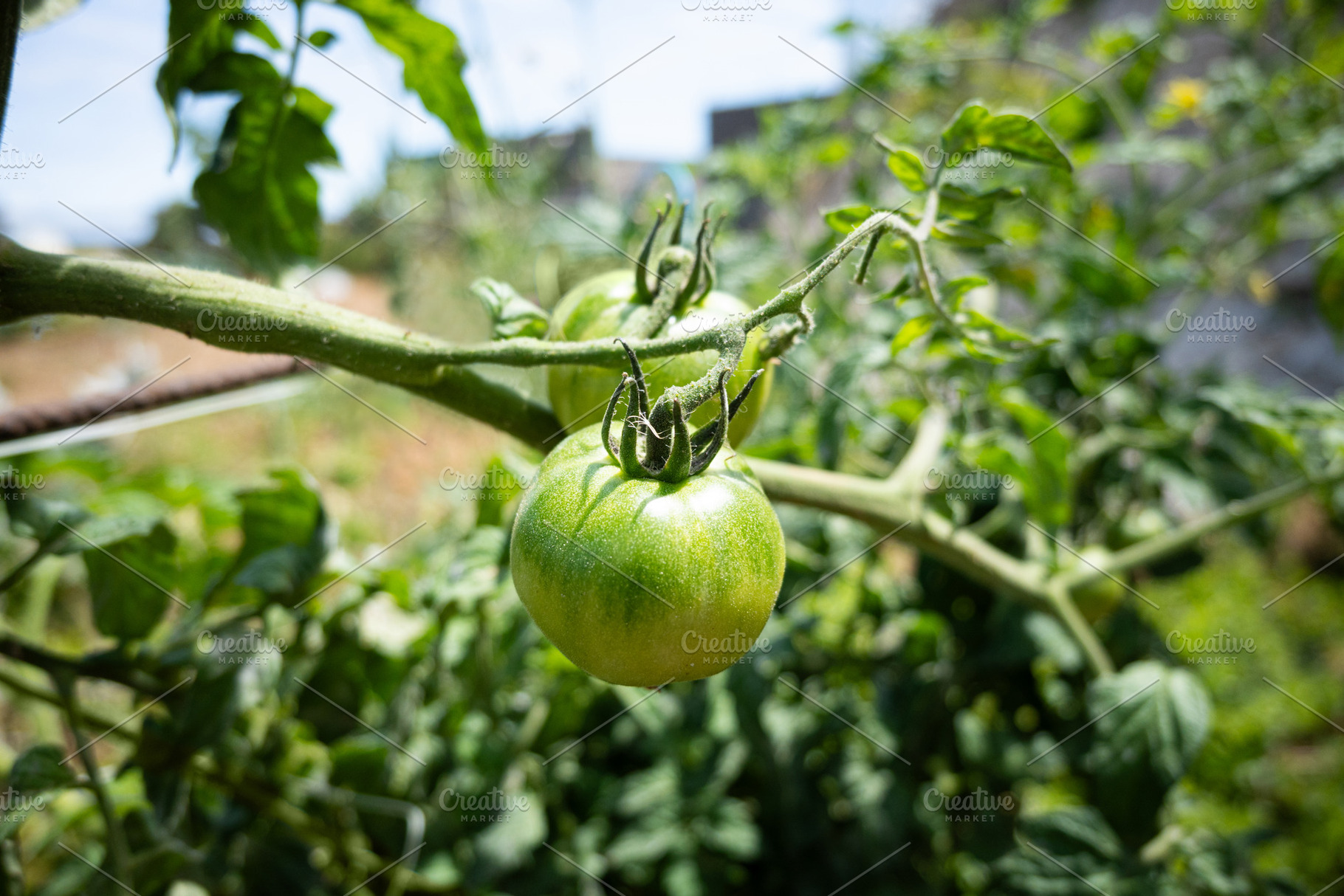 Hands inspecting unripe green tomatoes on the plant, a Food & Drink Photo by etorres69