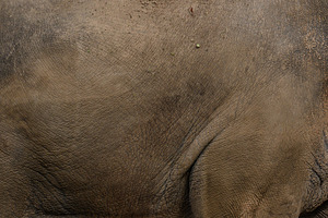 Close-up of grey elephant's thick wrinkled skin texture., an Animal Photo by ndanko