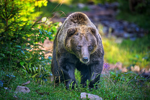 Brown bear, an Animal Photo by Byrdyak