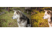 Kamin Film Feeling Roll 3, an Action Add-On by Kamin Lightroom Preset (Thumbnail 14 of 22)