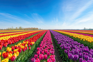 Colorful tulip fields in springtime, a Photo by Beautiful things