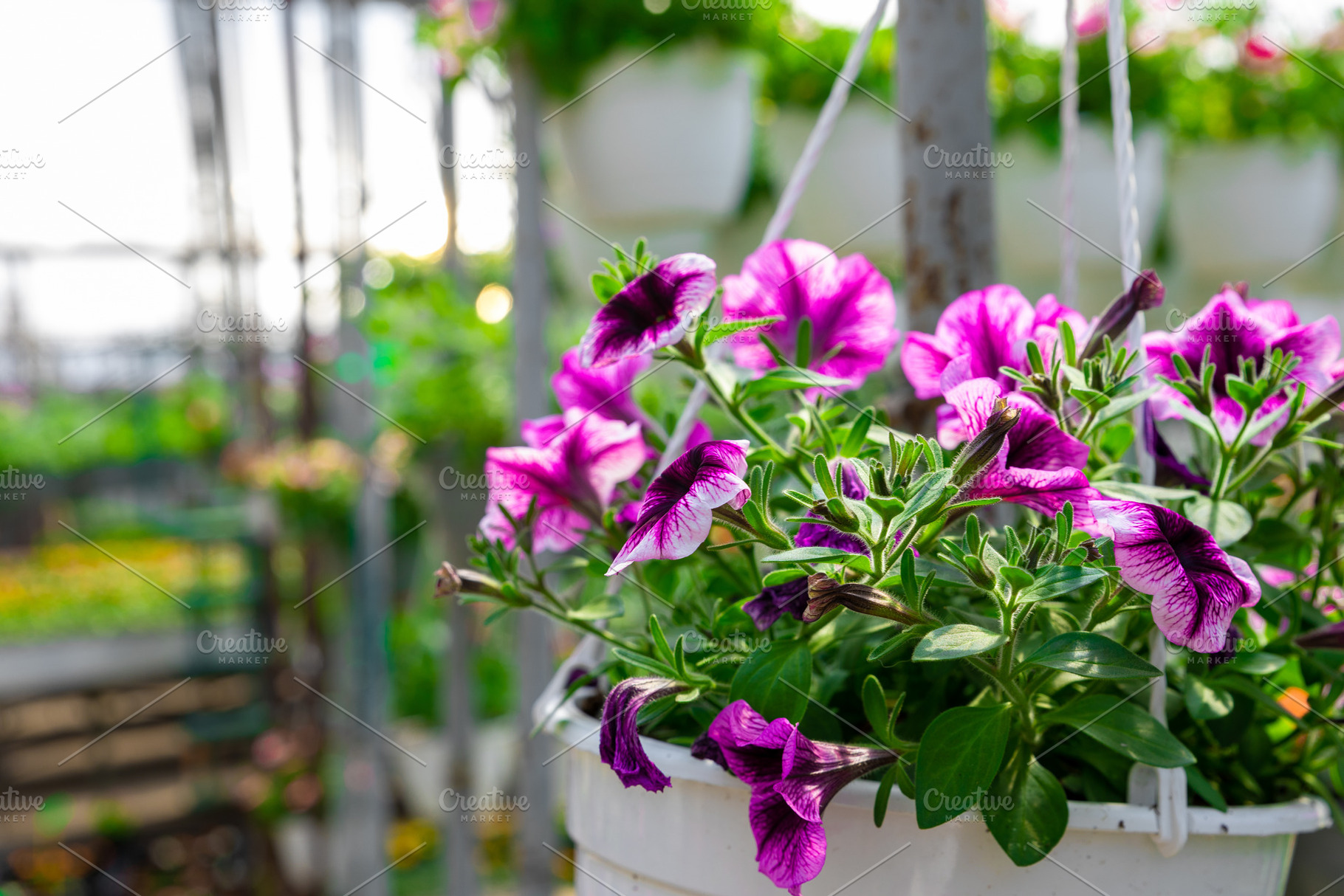 Close-up of vibrant purple petunias in a white hanging pot insid, a Nature Photo by Ales Munt