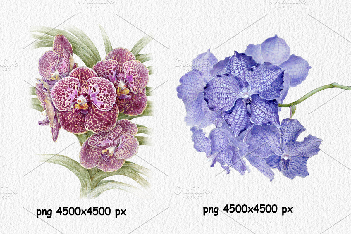 Botanical art watercolor and pencils, a Food Illustration by ViktoriArt (Photo 4 of 16)