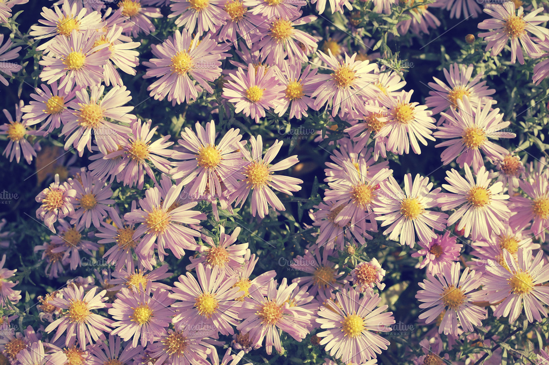 Aster Flowers Containing Aster Autumn And Blossom