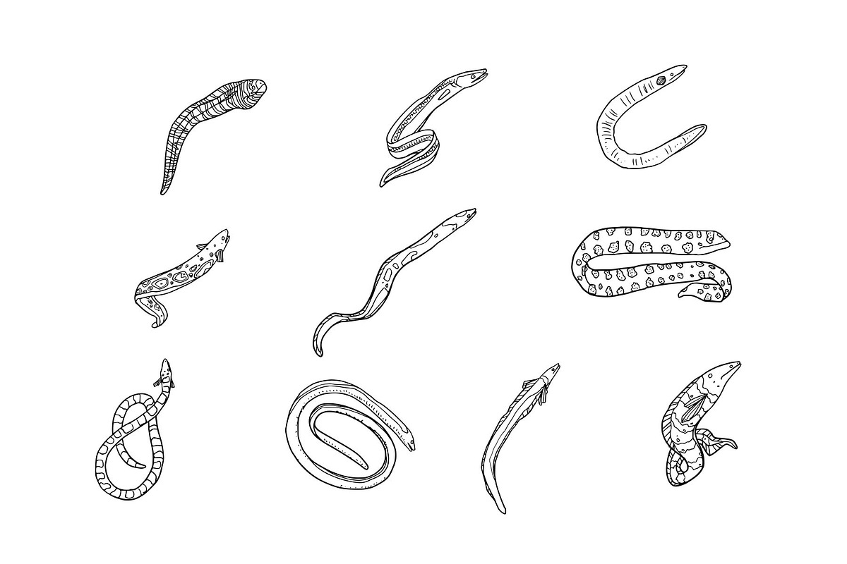 Breeds Eel Handdrawn Vol 2, an Animal Illustration by SLAB! Design (Photo 2 of 3)