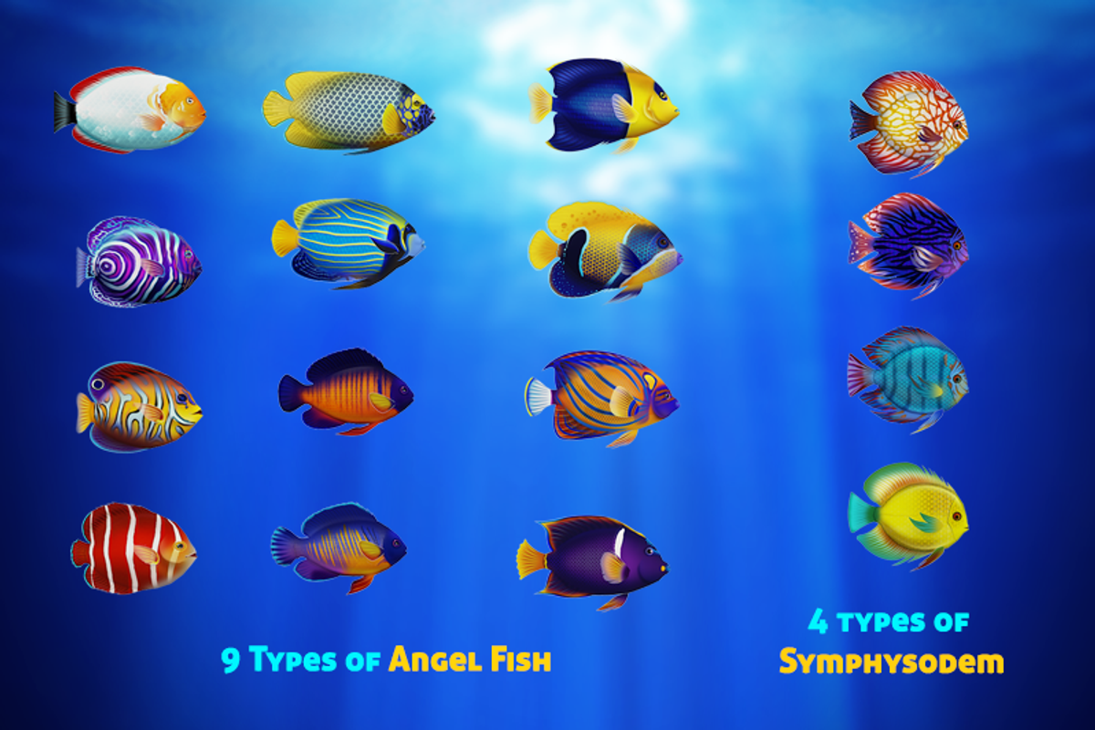 Sea Fish Mega Pack, an Animal 3D Model by Souchenki (Photo 3 of 13)
