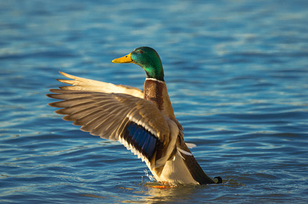 Duck stock photo containing mallard and duck, an Animal Photo by Perpis