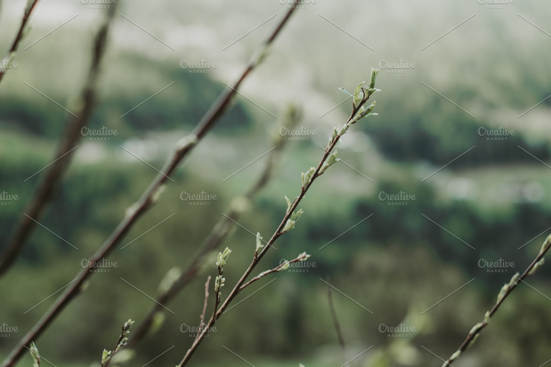 Spring in Italy, a Nature Photo by Kasia Górska