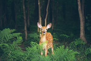 Fawn in the Forest