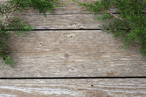 Pine Needles Stock Image