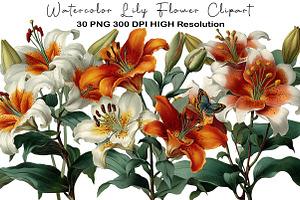 Watercolor Lily Flower Clipart, an Illustration by Black Bird Studio