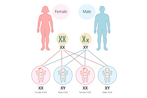 Genetic Diagram of Human, a Healthcare Illustration by AlexArt