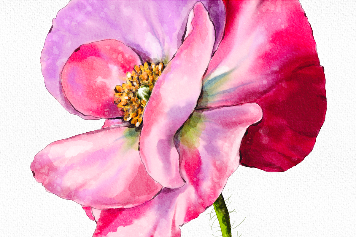 Pink watercolor digital Poppy flower, a Decorative Illustration by Harmony Draws (Photo 3 of 6)