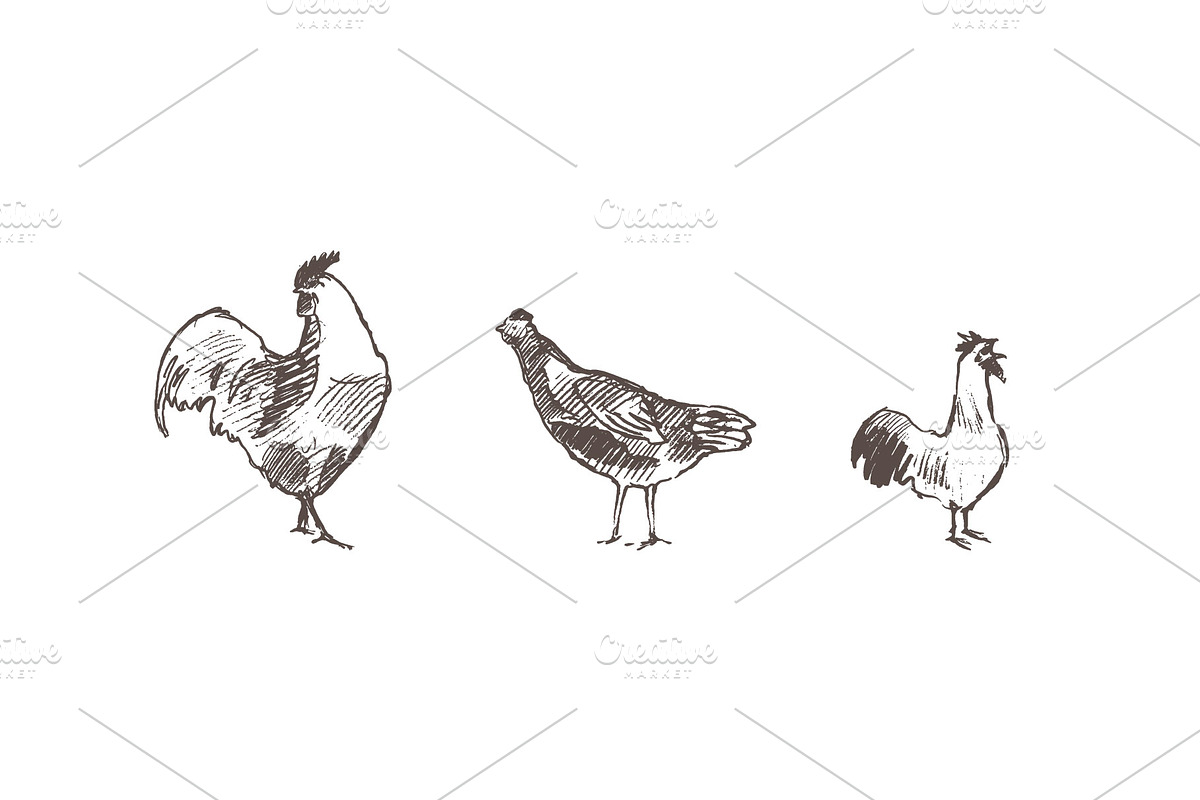 Set of a hand drawn chickens, an Animal Illustration by TheMountBirdStudio (Photo 2 of 5)