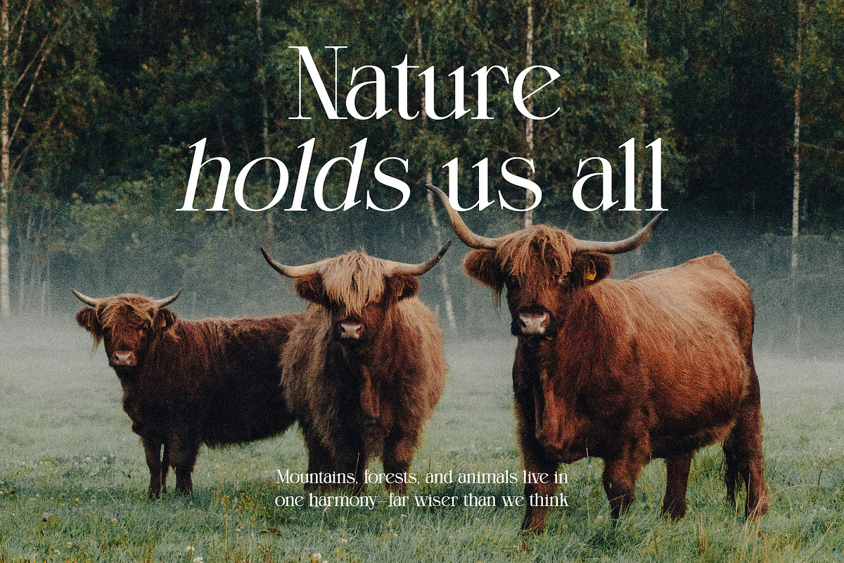 Nord Theory Classic Serif Font, a Serif Font by Heinzel Std (Photo 13 of 13)