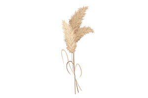Pampas grass branches. Dry feathery, an Object Illustration by the8monkey