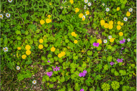 Multicolored flowering summer meadow, a Nature Photo by Elizaveta Galitskaya
