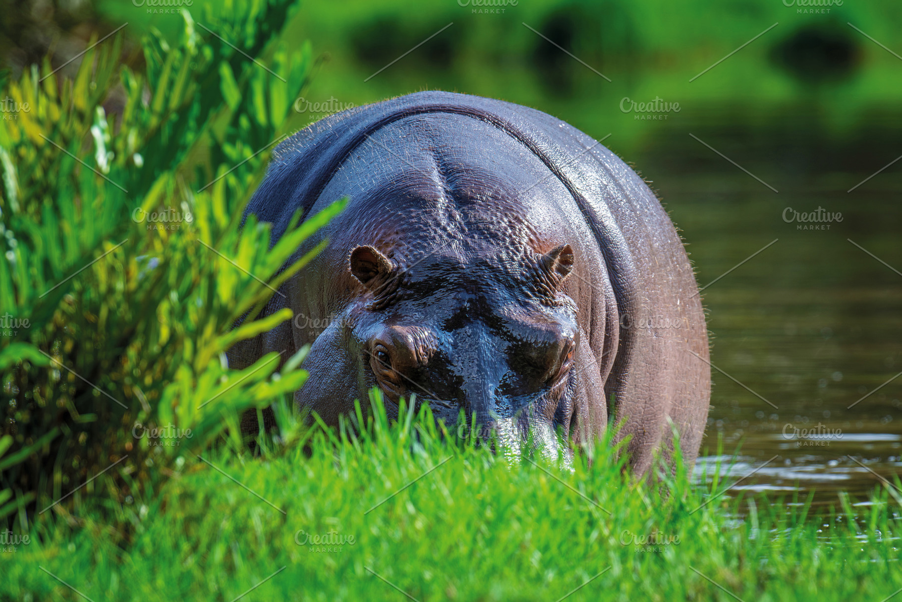 Hippo (Hippopotamus amphibius) in National park of Kenya, Africa, an Animal Photo by Byrdyak