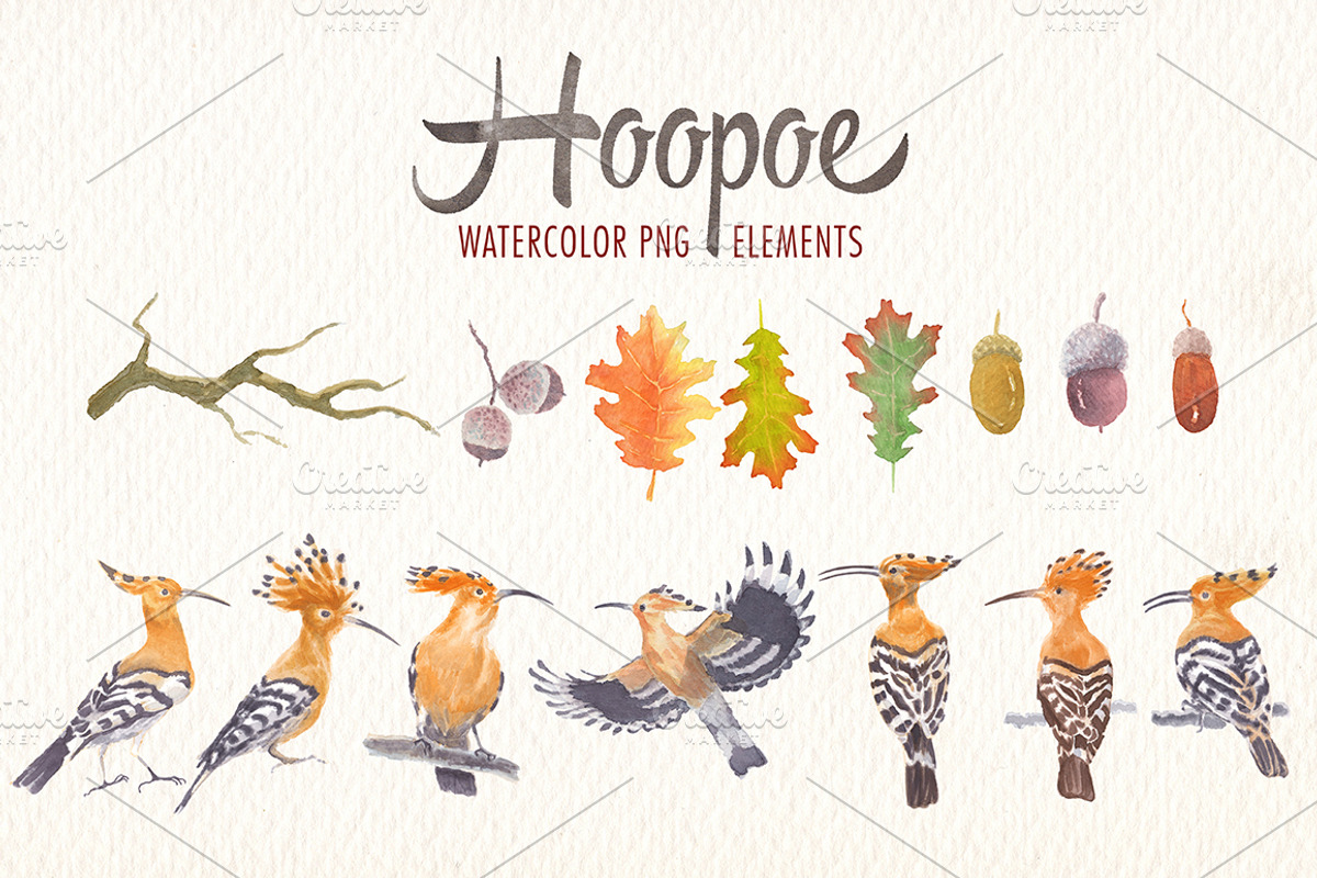 watercolor hoopoe bird clipart, an Illustration by Art & Things (Photo 5 of 5)