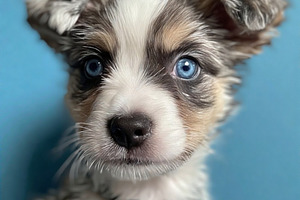 Puppy dog with blue eyes image, a Photo by ComfortQ