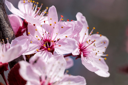 illuminated by sunlight fresh cherry blossoms, a Background Photo by MyPhotos