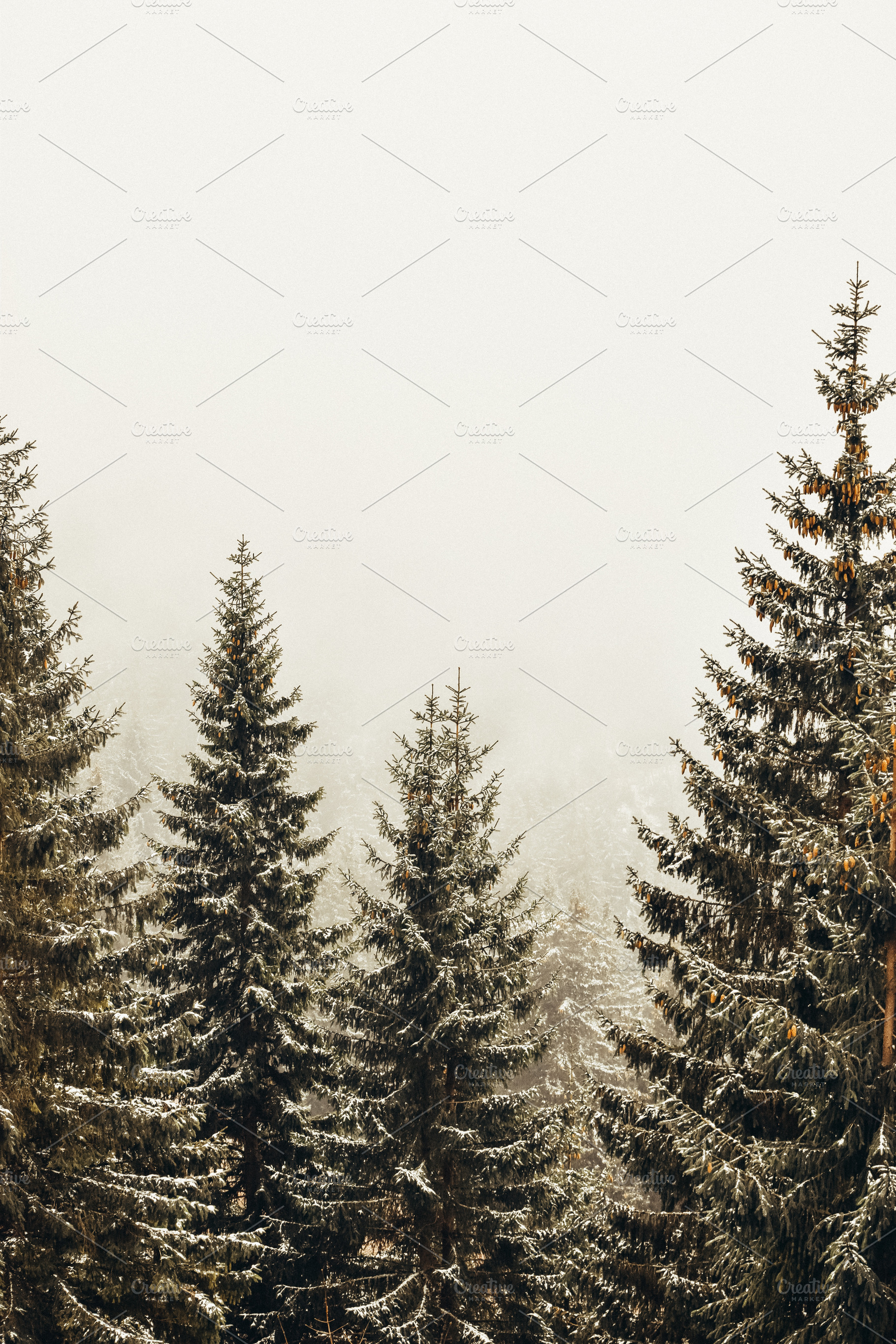 Foggy winter landscape featuring forest, cold, and nature, a Nature Photo by Three Design