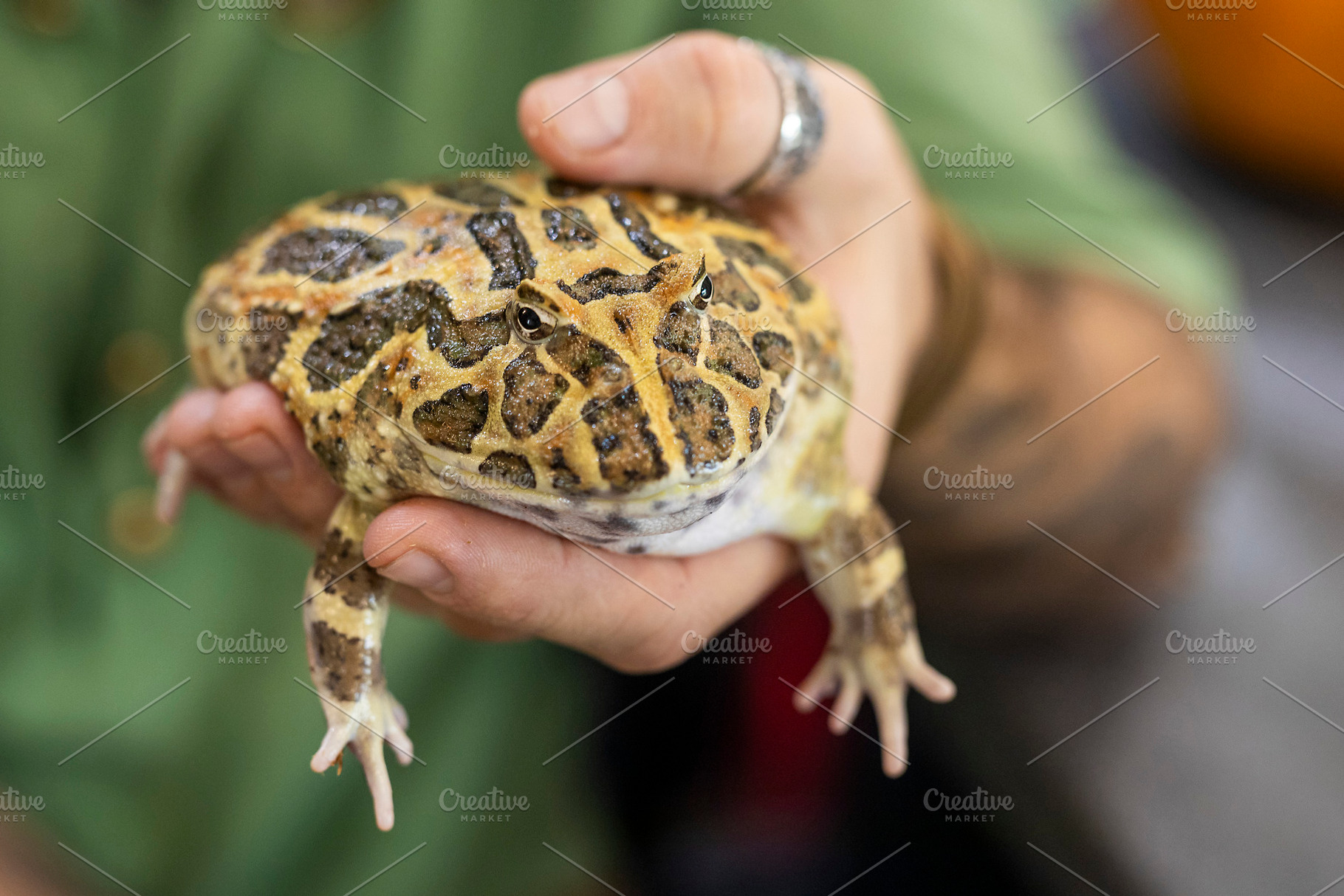 A hand gently holding a horned frog,, an Animal Photo by Imaginarium