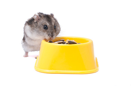 Hamster eating stock photo containing hamster and animal
