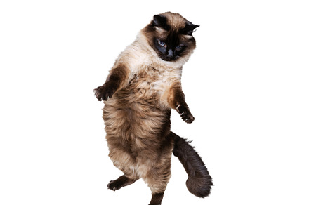 Portrait of beautiful graceful Siamese cat jumping, flying isolated on white st, an Animal Photo by Volodymyr Melnyk