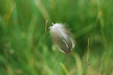 Feather balancing on grass