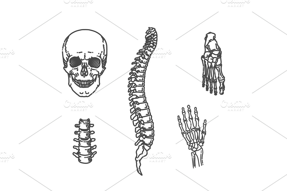 Human Skeleton Structure, a Healthcare Illustration by Tettygreen (Photo 3 of 3)