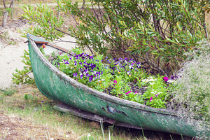 Old boat with flowers, a Nature Photo by BOOCYS