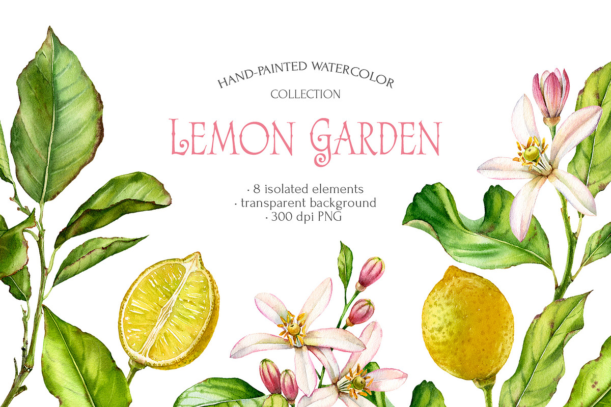 Lemon Garden Watercolor Fruits Set, a Food Illustration by Akvarelldesign (Photo 1 of 4)