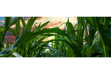 Field corn grows in the field, a Nature Photo by yanadjana