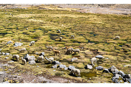 Alpacas in the Peruvian Andes, an Animal Photo by Leonid Andronov