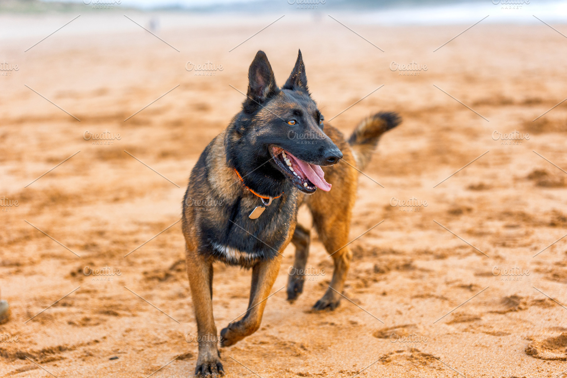 Belgian Malinois walking happily on, an Animal Photo by Perpis