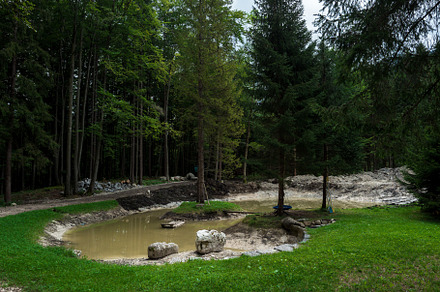 lake and pines in the forest
