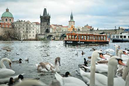 Beautiful Cityscape with Swans