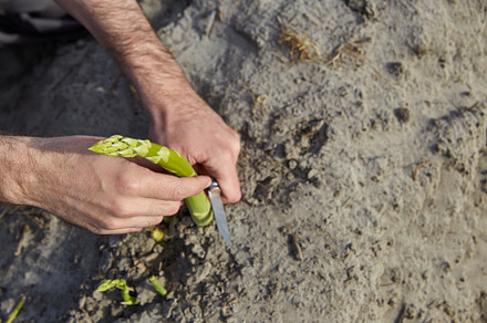 Farmer cutting green asparagus sprouts in the field