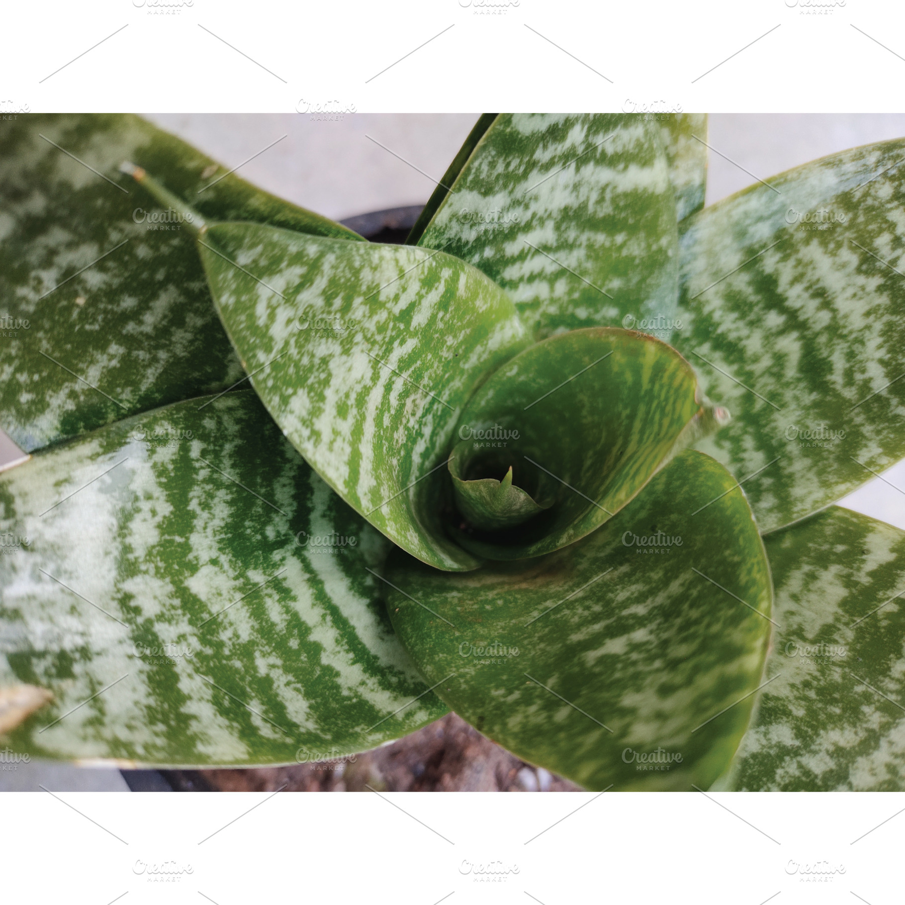 Dwarf snake plant Sansevieria pic, a Nature Photo by LogosDen