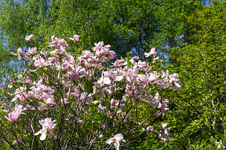 Blooming star magnolia.