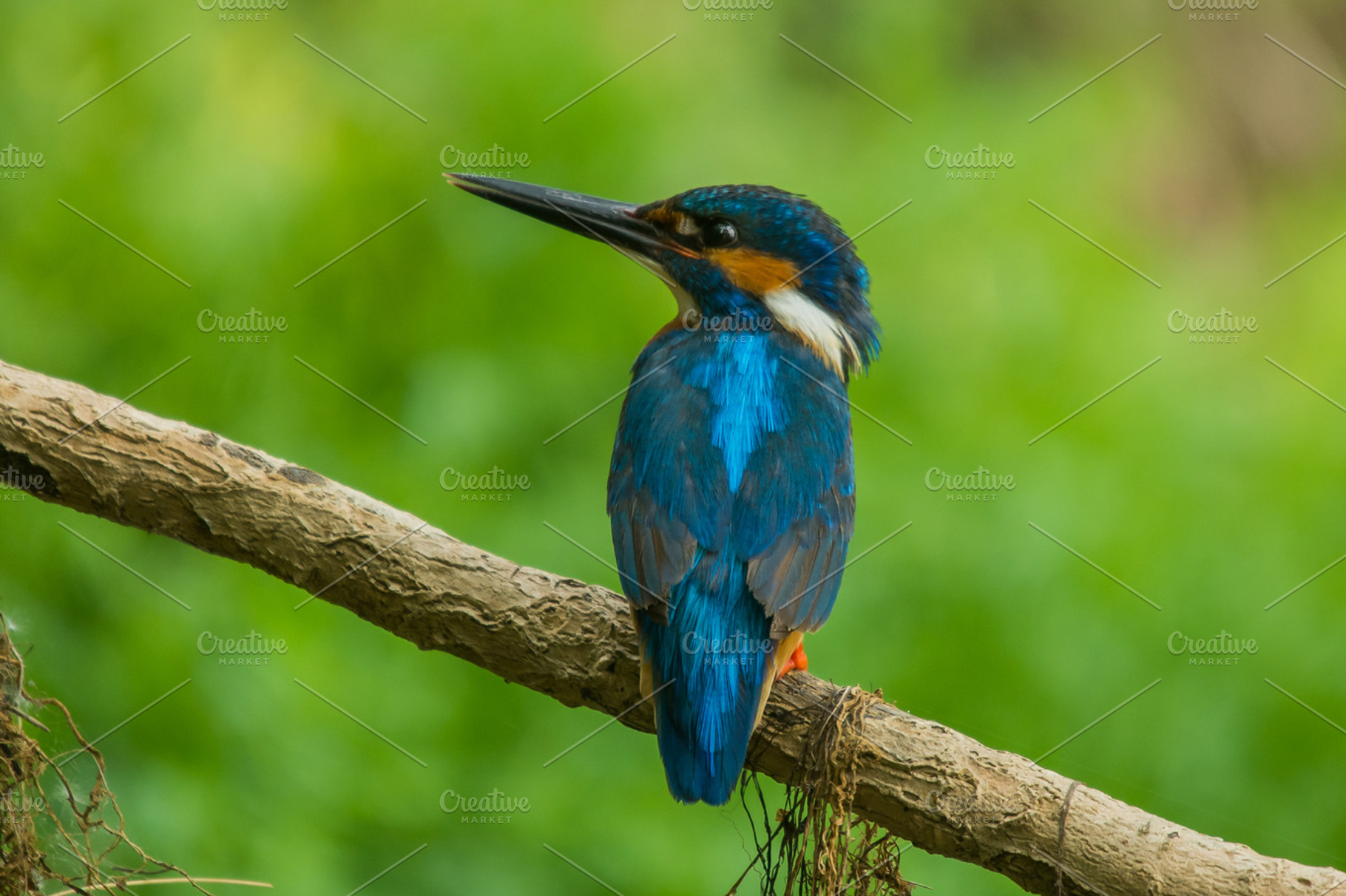 Alcedo atthis containing alcedo, alone, and animal