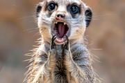236 surprised animals, an Animal Photo by Handmadefont (Thumbnail 198 of 241)