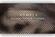 24 Animal Pattern Texture, a Background Graphic by NOMO DESIGN (Thumbnail 10 of 24)