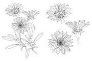Flowers outlined, an Object Graphic by VictoriaKStudio (Thumbnail 2 of 4)