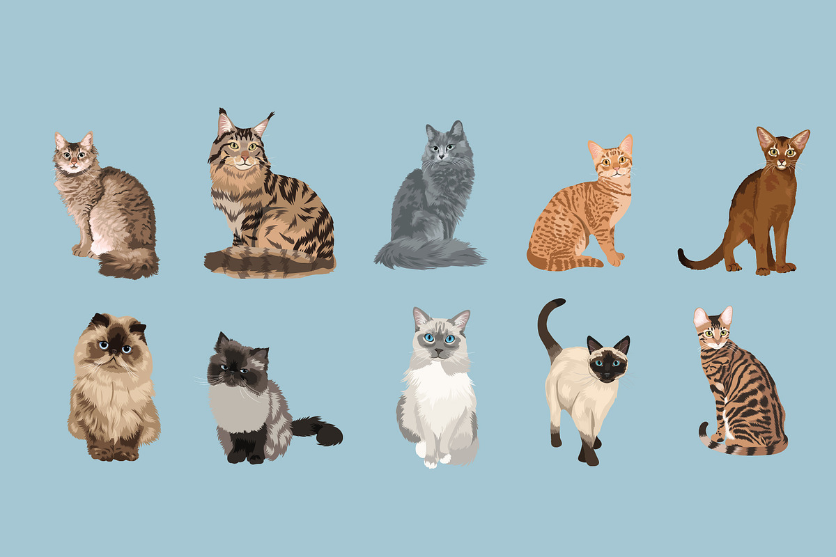 Cat Breeds Clip Art Illustrations, an Illustration by Putnam Road Art (Photo 3 of 3)