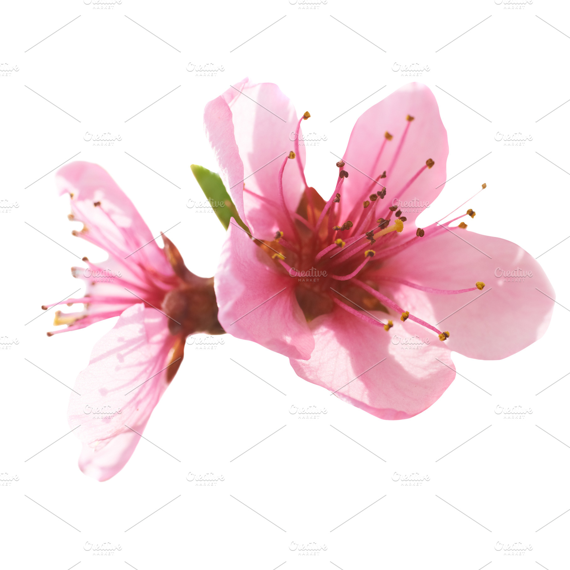Almond pink flowers, a Nature Photo by Vapi