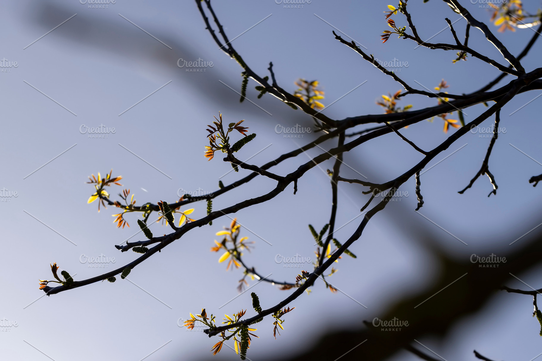 beginning of the rapid growth of walnut tree foliage closeup, side view, a Photo by rsoollAI