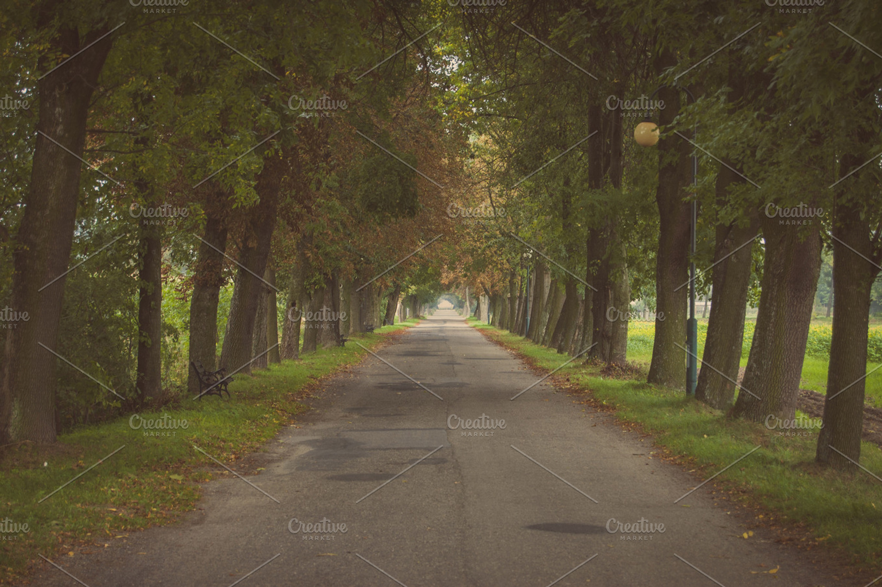 Old road featuring road, trees, and sport, a Sports & Recreation Photo by bozekmichal
